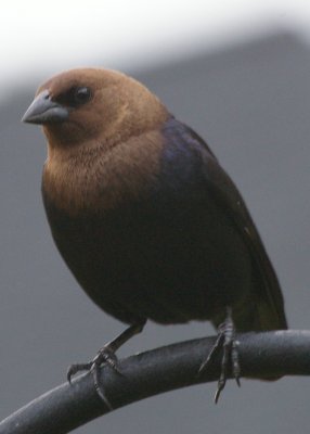 Cowbird