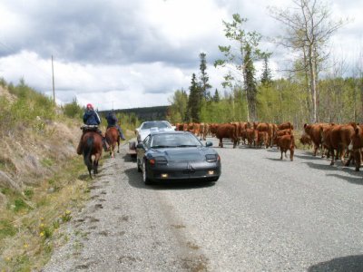 Lakers Show 06 Cattle Drive.jpg