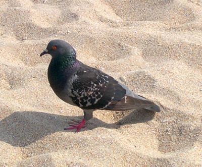 Richard's favorite bird, the pigeon - the preference of a city boy :-) (Coney Island, Brooklyn)