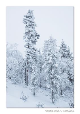 #346 Artic Forest