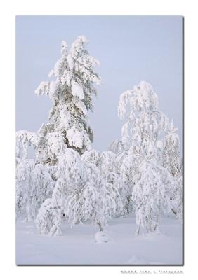 Snow Laden Trees