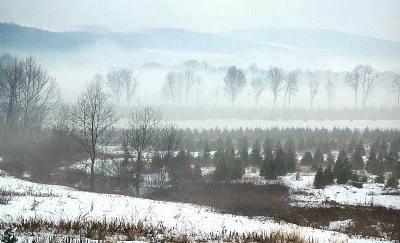 Fog