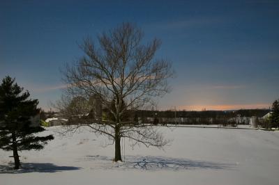 moonlit snowscape, two trees