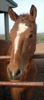 louie, a bashkir curly