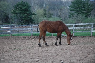 louie, a bashkir curly