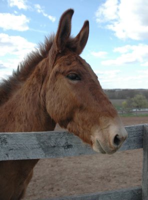 pistol the mule