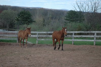 louie and pistol