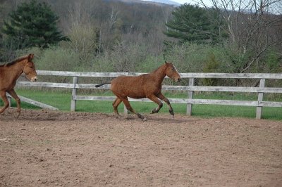 bashkir curly and mule