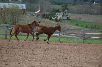 louie and pistol