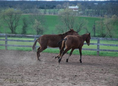 louie and pistol