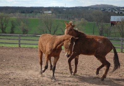 louie and pistol, horsin' around