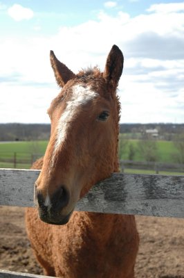 louie, a bashkir curly