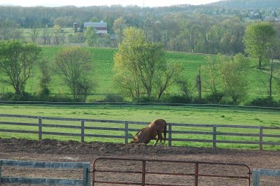 grass IS greener