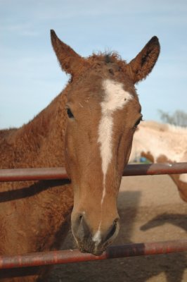 louie, a bashkir curly