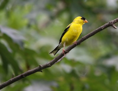 American Goldfinch, adult male