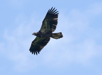 Immature Bald Eagle