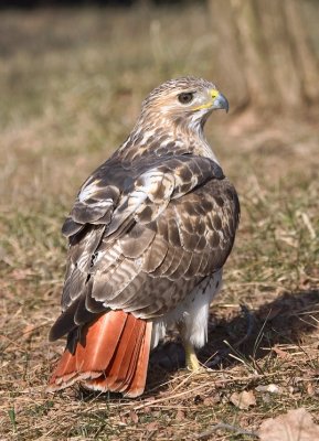 Red-tailed Hawk, adult