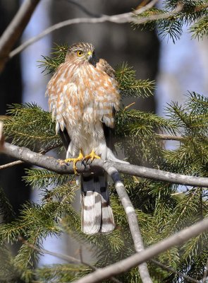 Cooper's or Sharp-shinned Hawk?