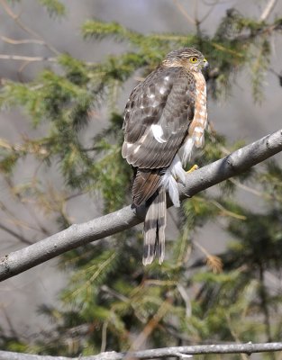 Coopers or Sharp-shinned Hawk?