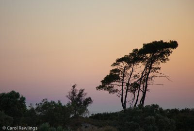 Lone pine at sunrise