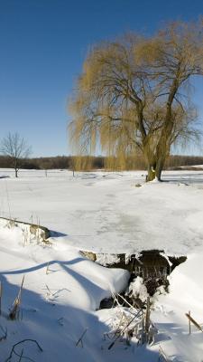 A garden pond,near Heidelberg, ON #3