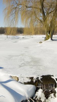 A garden pond,near Heidelberg, ON #4