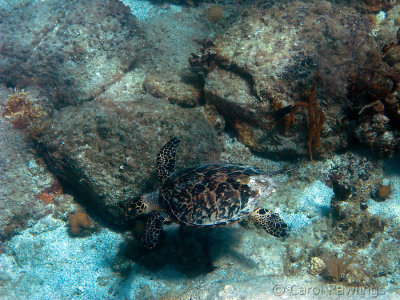 Turtle, snorkelling at St Johns, USVI