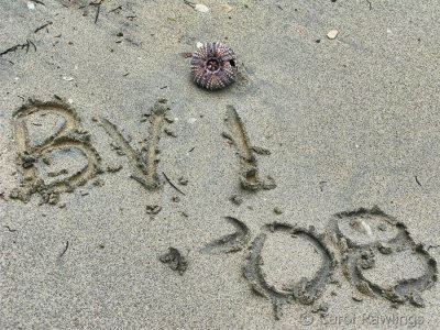 BVI 2008