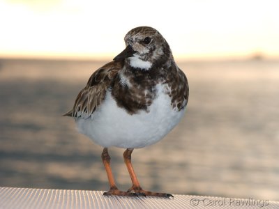 Stowaway
