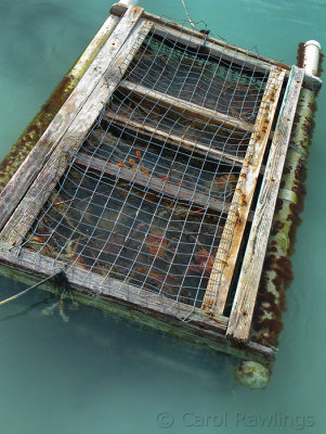 Lobster cage - keeping the catch fresh