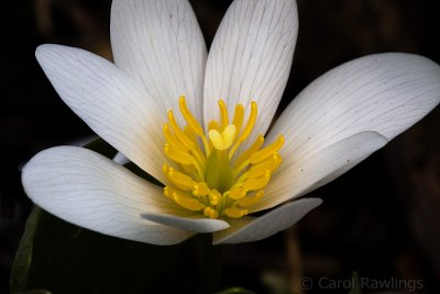 Blood root