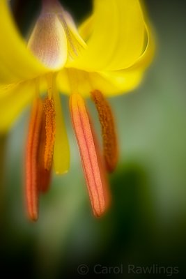 Trout lily