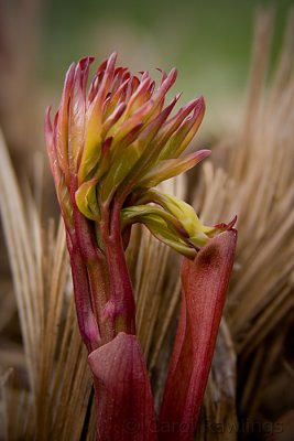 Peony shoots