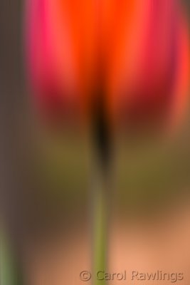 Tulip in motion