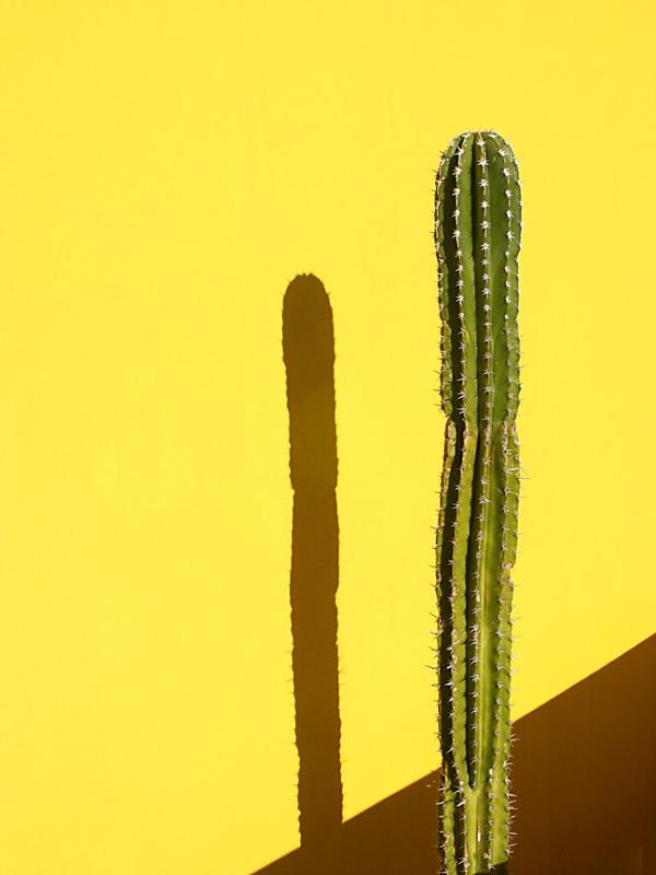 Cactus Shadow