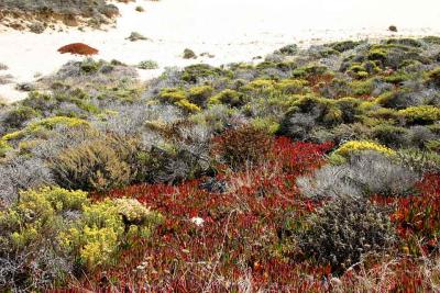 Beach Plants