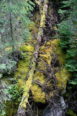 Johnston Canyon - Fallen Tree