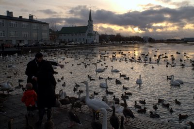 Birdfeeding