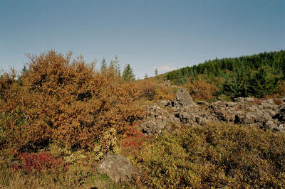 In Heiðmörk summer 2005
