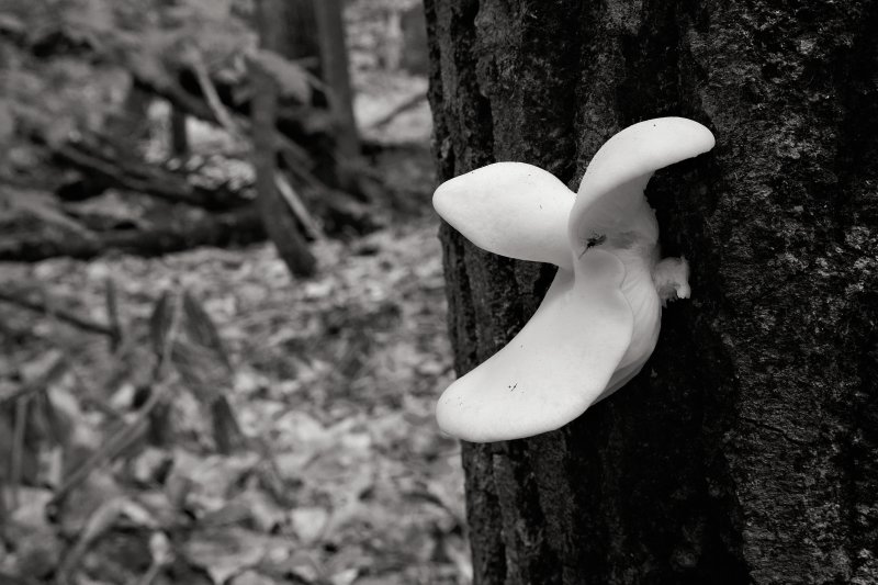 Moosehead Mushroom B&W