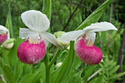 One pair of lady slippers