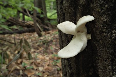 Moosehead Mushroom