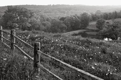 Andy's Meadow B&W