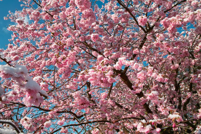 Snow blossoms