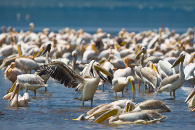 Lake Nakuru