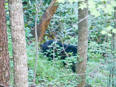 Smoky Mountain Bears