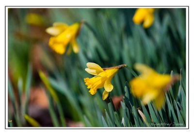 Signs of Spring at Long Hunter State Park