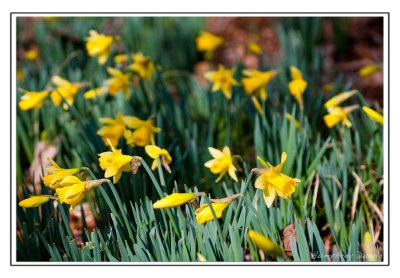 Signs of Spring at Long Hunter State Park