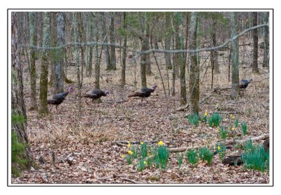 Wild Turkeys at Long Hunter State Park