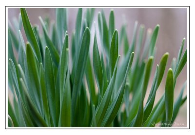 Signs of Spring at Long Hunter State Park